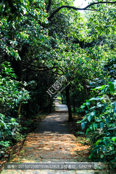 林中小路