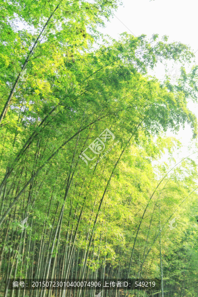 竹林