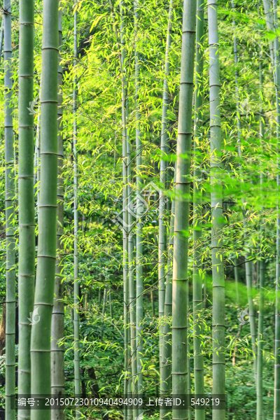 竹林