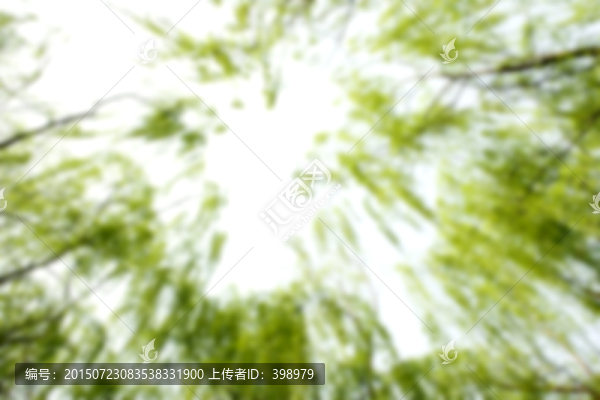 柳樹,模糊的背景