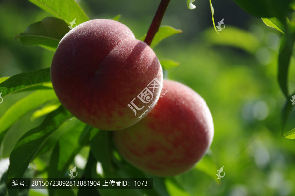 桃子成熟