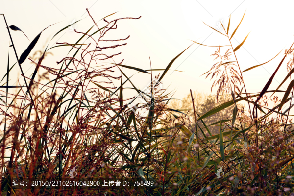 夕陽下的蘆葦
