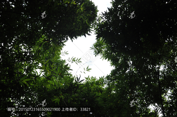 竹林