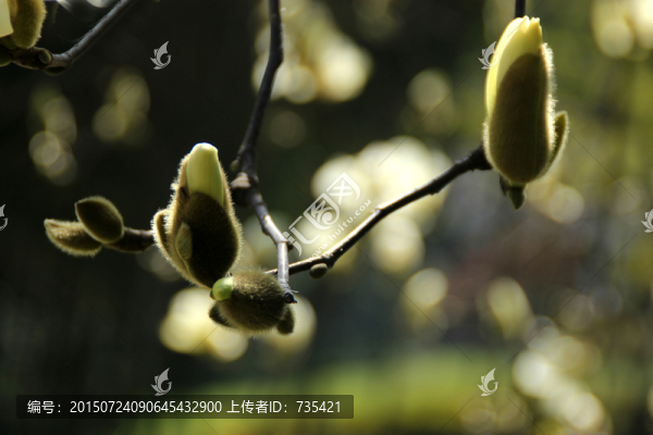 玉蘭花