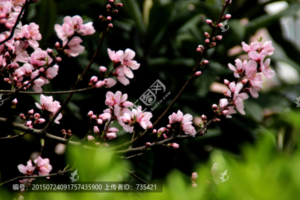 桃花朵朵開