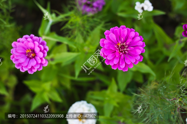 百日菊