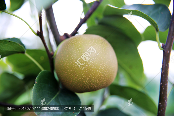 梨子,水晶梨