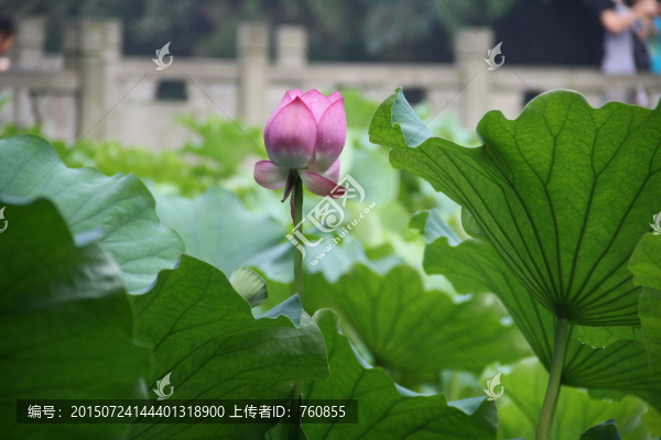 荷花荷葉