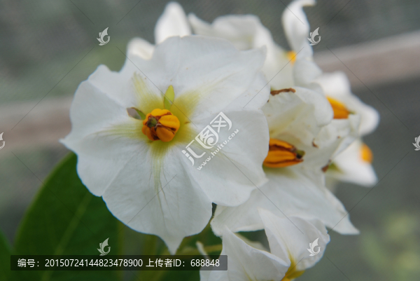洋芋花