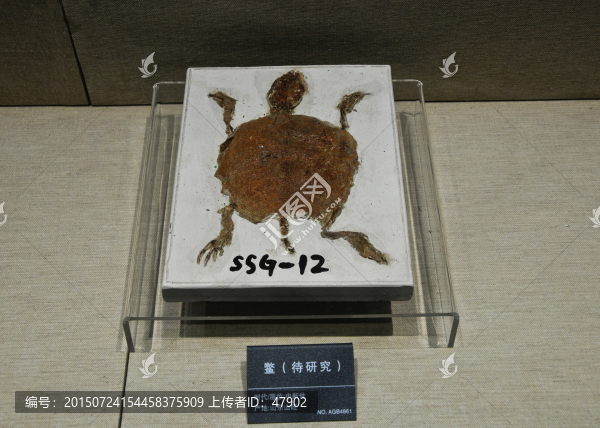 鱉化石