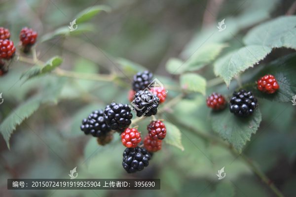 黑莓