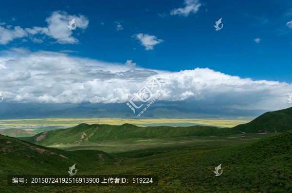 門源油菜花