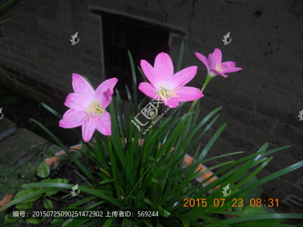 水仙花