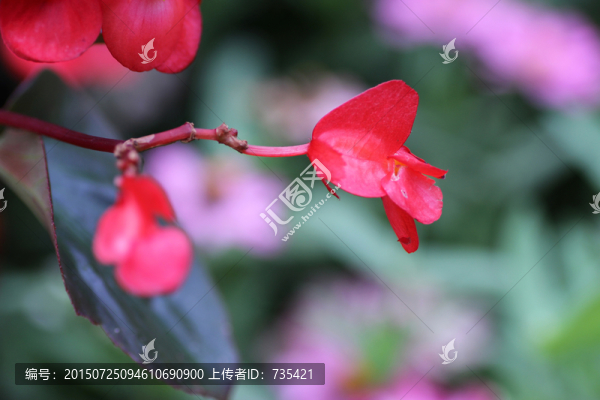 海棠花