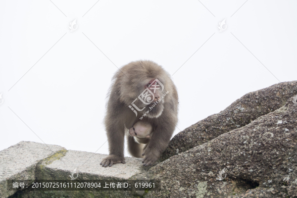 黃山短尾猴