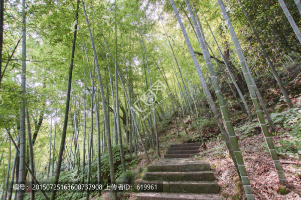竹林