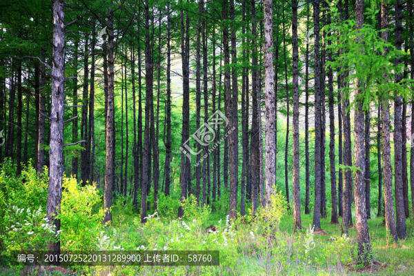 松林風(fēng)景
