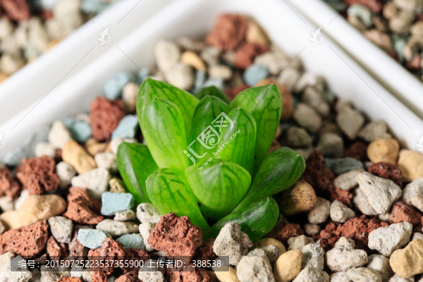 多肉植物,玉露特寫