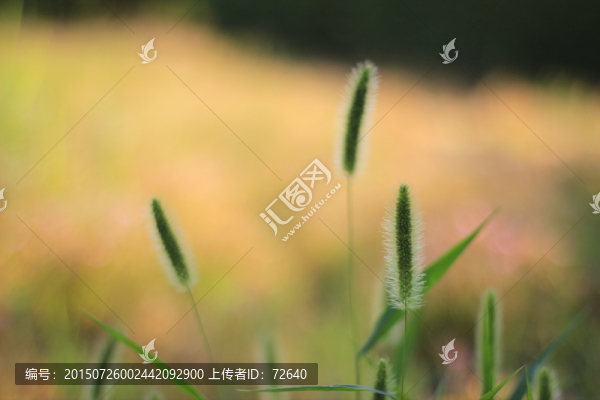 狗尾草