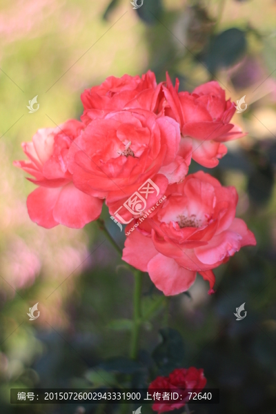 紅花