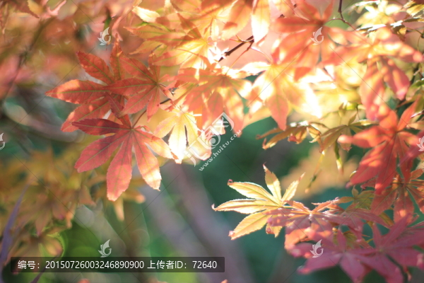 五彩樹葉