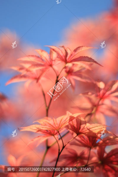 紅葉