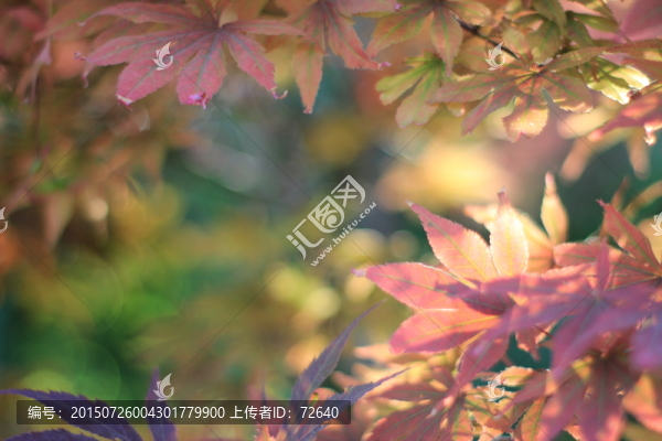 秋日暖陽