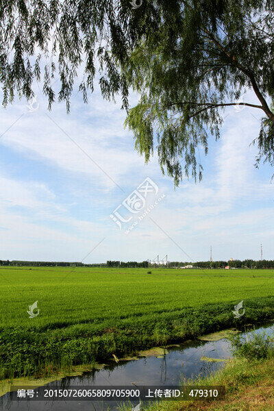 稻田,水渠