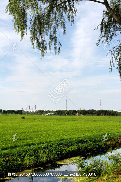 稻田,水渠
