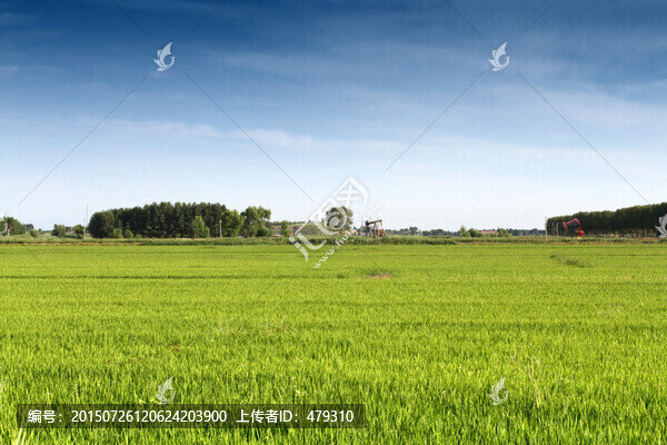 稻田