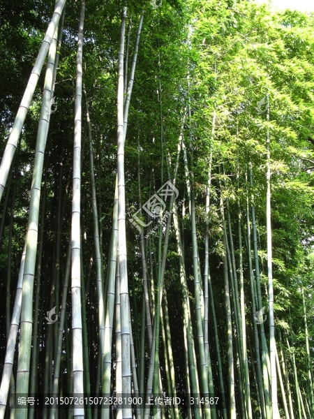 竹林