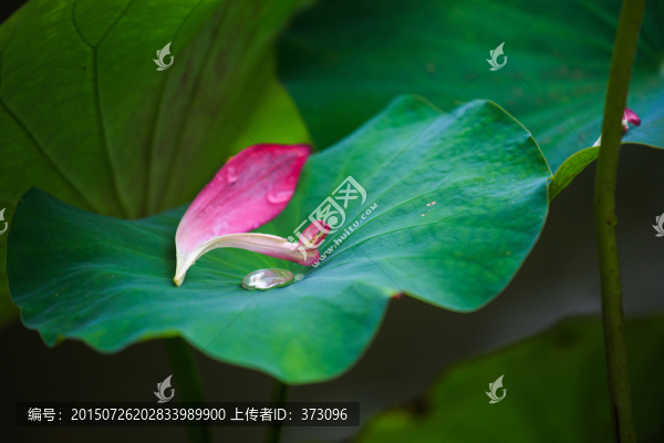 凋謝的荷花花瓣