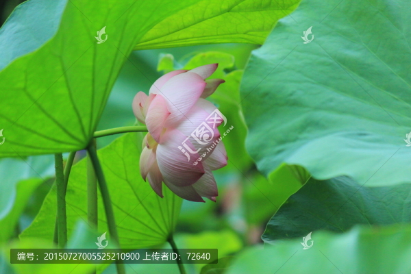 盛開(kāi)的荷花