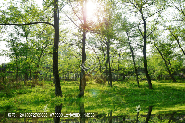 樹林