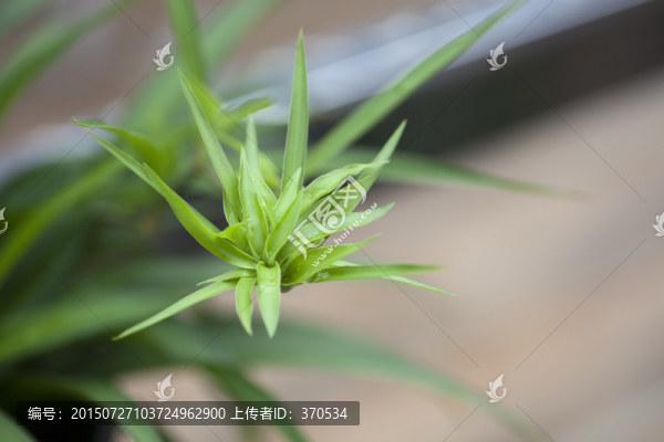 吊蘭