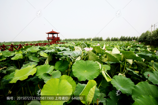 木亭子,棧橋,荷花