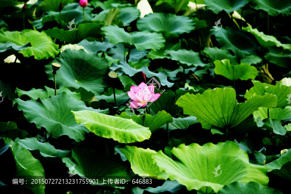 香河慶功臺萬畝荷花公園