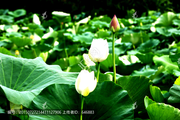 白蓮花