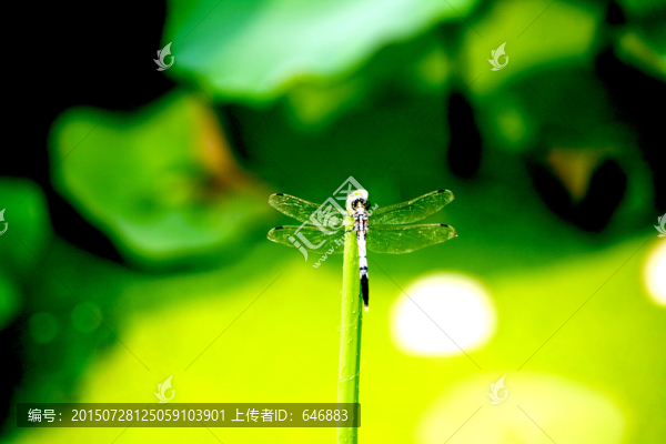 蜻蜓