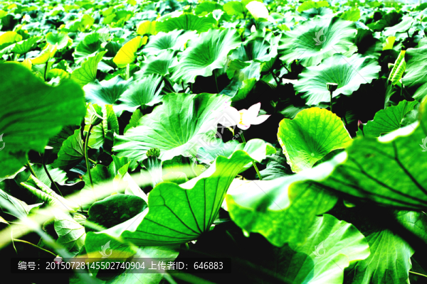 香河慶功臺萬畝荷花公園