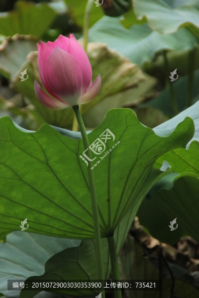 荷花