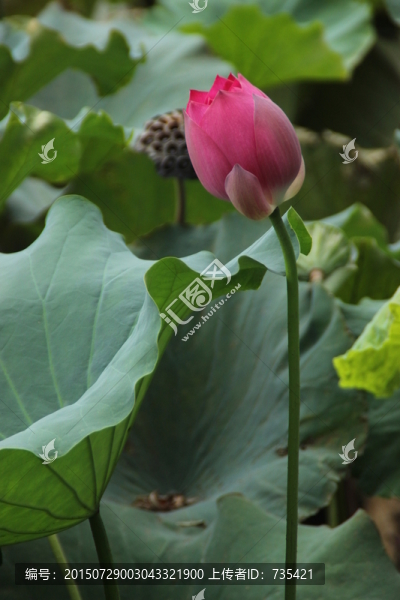 荷花