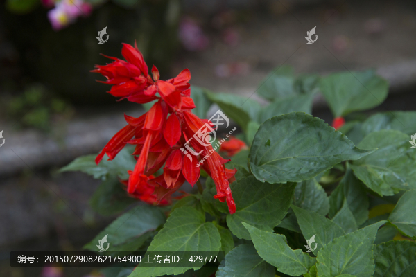 一串紅
