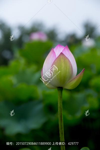 荷花,含苞待放