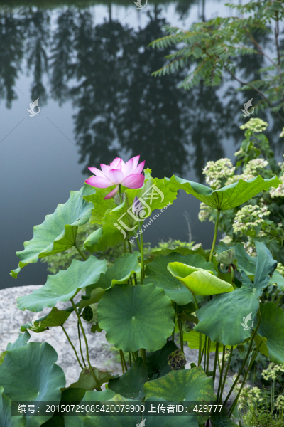 荷花,荷池