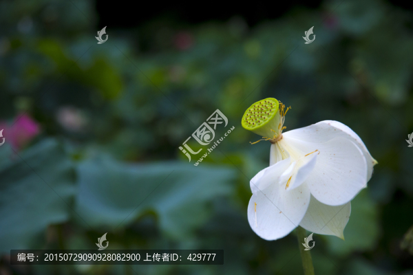 荷花,蓮蓬