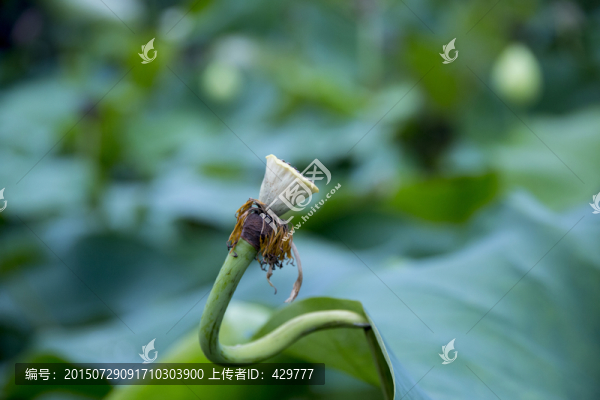 蓮蓬,荷花池