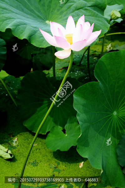白蓮花
