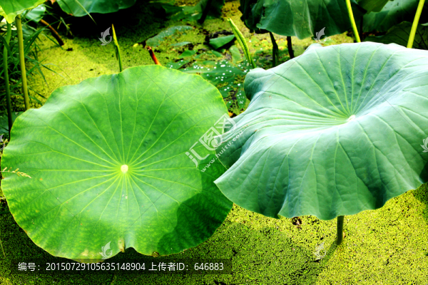 荷葉