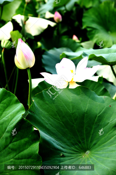 白蓮花